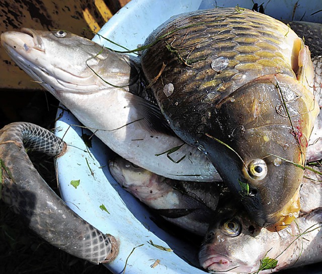 Tote Fische aus dem Marcal-Fluss  | Foto: AFP