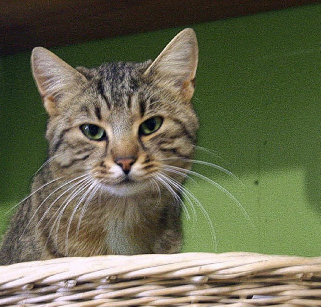 Kater Spiky wartet  jetzt schon zum zw... in Scherzingen auf ein neues Zuhause.  | Foto: Hans Jrgen Kugler