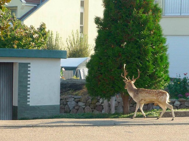 Der Damhirsch bei seinem Ausflug in kappelrodeck. 