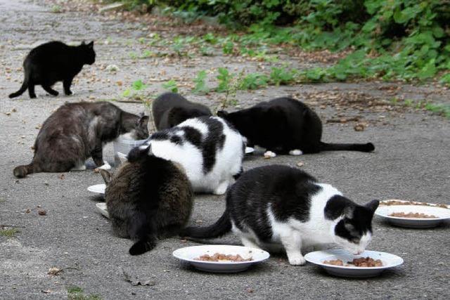 Tierhilfs- und Rettungsorganisation bittet um Spenden für Katzen-Kastration in Mahlberg