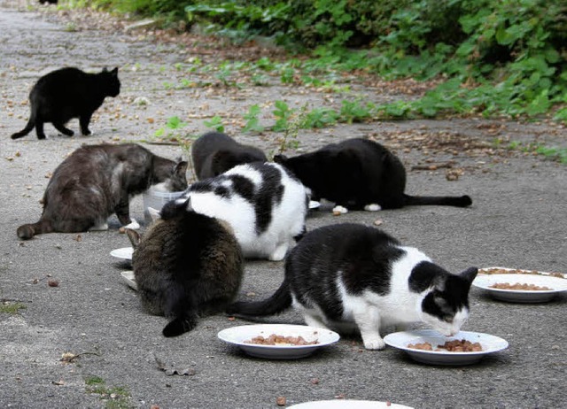 Wilde Katzen leben rund um die Rastst...lassen und bittet deshalb um Spenden.   | Foto: Privat