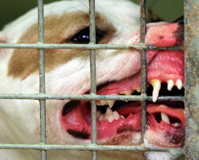 Wie hoch soll der Hundesteuersatz fr aggressive Vierbeiner sein?   | Foto: dpa