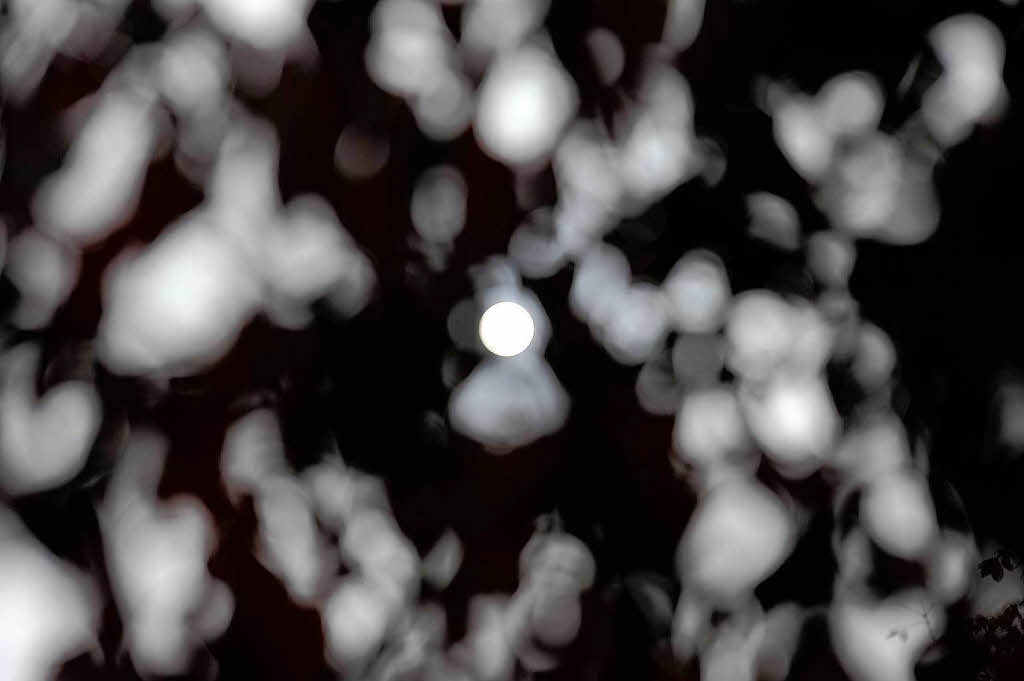 Gesehen durch das Laub eines Baumes: Die Sonne kämpft gegen den Nebel. Gesehen durch das Laub eines Baumes: Die Sonne kämpft gegen den Nebel.