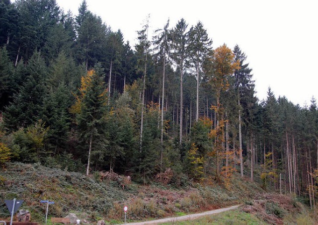 ber 413 Hektar Wald (hier beim Sgpla...fast 50 auf nun 42 Prozent abgenommen.  | Foto: pia Grttinger