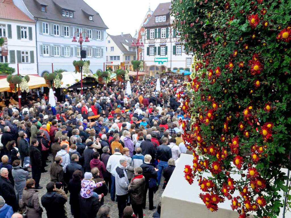 Impressionen von der Chrysanthema