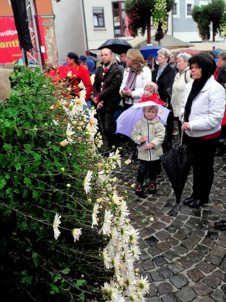 Impressionen von der Chrysanthema