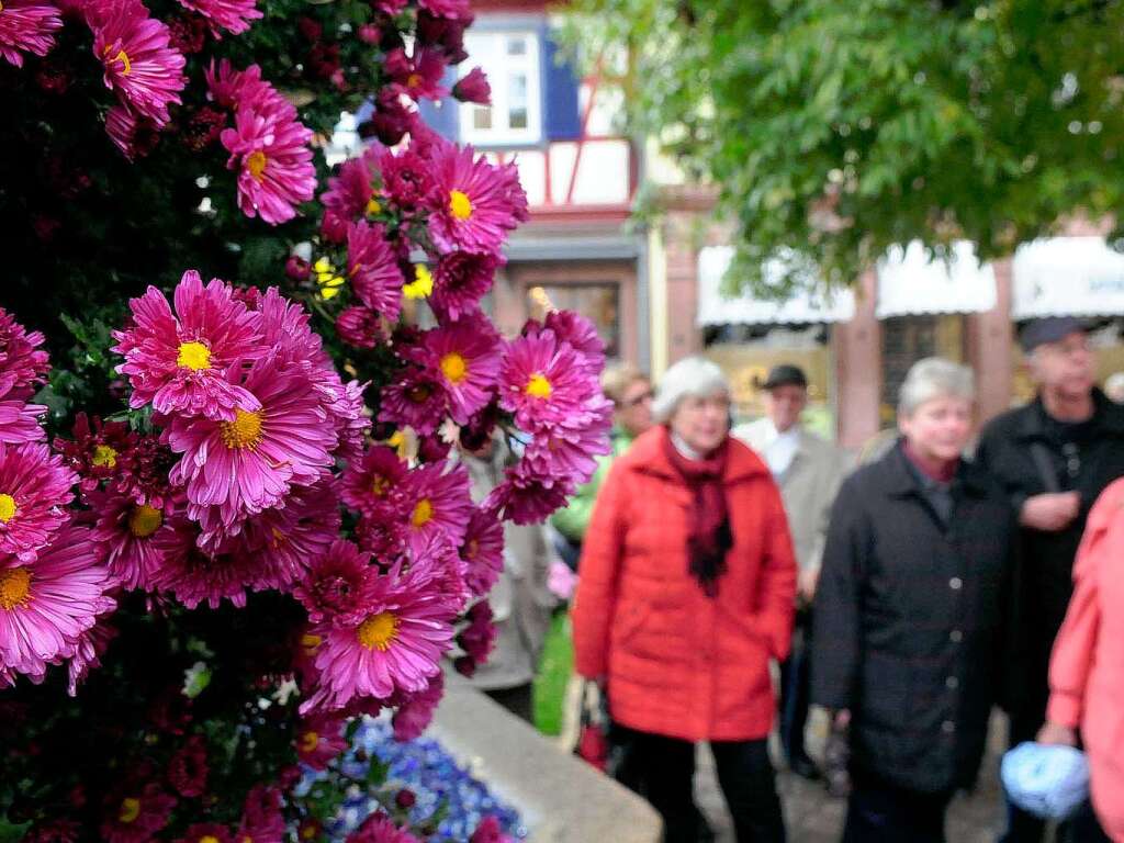 Impressionen von der Chrysanthema