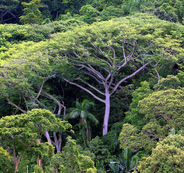 Den Regenwald erhalten mit Hilfe eines... Vertrags, das will Jochen Flasbarth.   | Foto: dpa