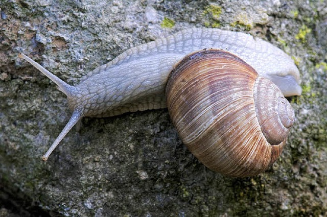 Eine Weinbergschnecken geniet die letzten warmen Tage vor ihrem Winterschlaf.   | Foto: Ingo Seehafer