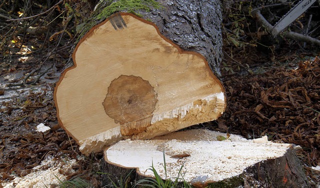 Ein gefllter Baum in der Berghausstrae   | Foto: Wilfried Dieckmann