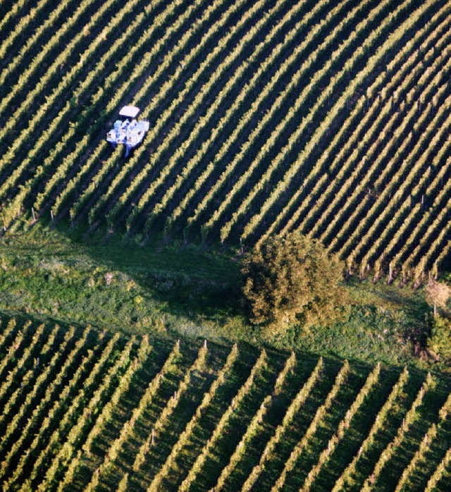 Die Weinlese im Markgrflerland ist so...im ist sie zu 80 Prozent abgewickelt.   | Foto: Meyer