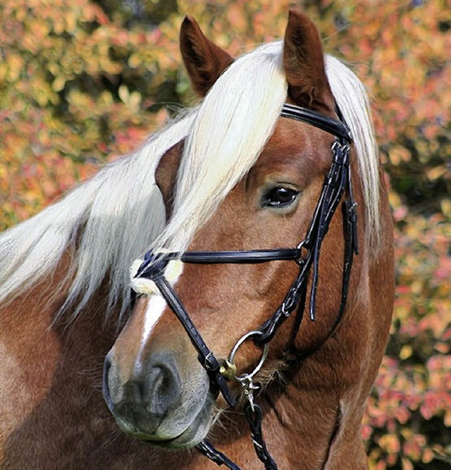 Faszinierend: diese Mhne, dieser Blick   | Foto: fotolia.com/Bachert