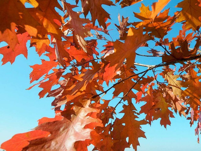 Goldener Herbst  - auch auf dem Arbeitsmarkt  | Foto: dpa