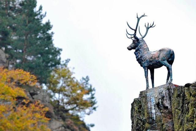 Fotos: Der Hllental-Hirsch ist wieder da!