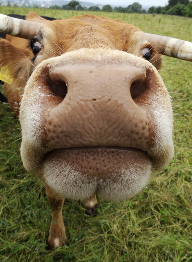 Geklaut: ein Limousin-Rind.  | Foto: dpa