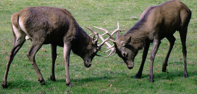 Die Hirsche im Steinwasen-Park beim Krftemessen.   | Foto: Privat