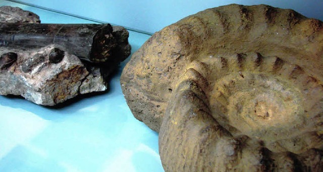 Ein Riesen-Ammonit und ein Saurierknochen - Herzstcke der Ausstellung.  | Foto: Nicole Mai