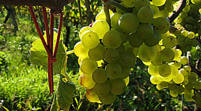 Wein aus dem Markgrflerland braucht den Vergleich nicht zu scheuen.   | Foto: Seller