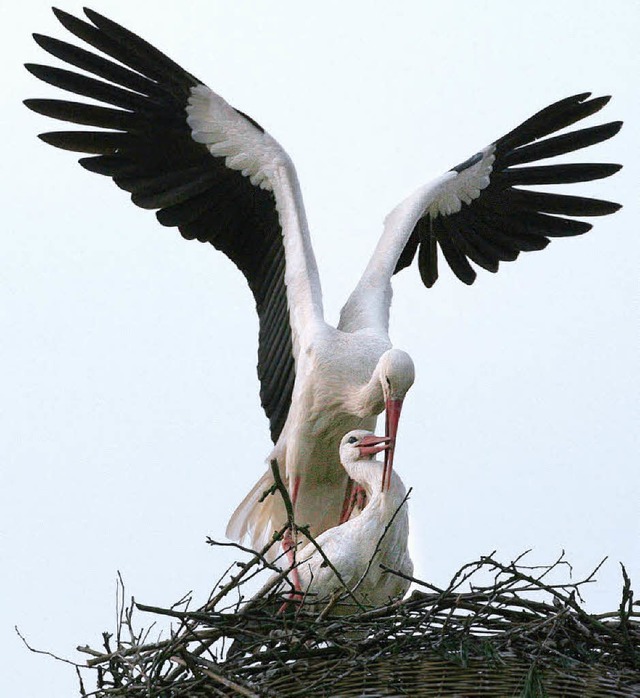 Strche sollen auch in Kappel heimisch werden.   | Foto: dpa