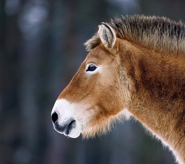 Eine neue Studie belegt, dass  Anstren...deransiedlung von Przewalski-Pferden.   | Foto: dpa