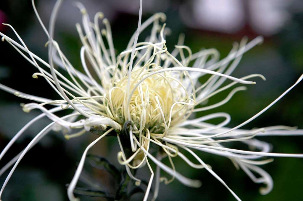 Impressionen von der Chrysanthema in Lahr.