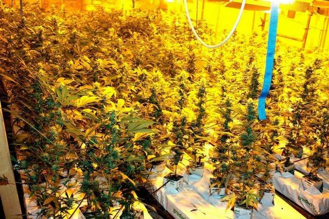 Plantage mit 2000 Cannabispflanzen ausgehoben