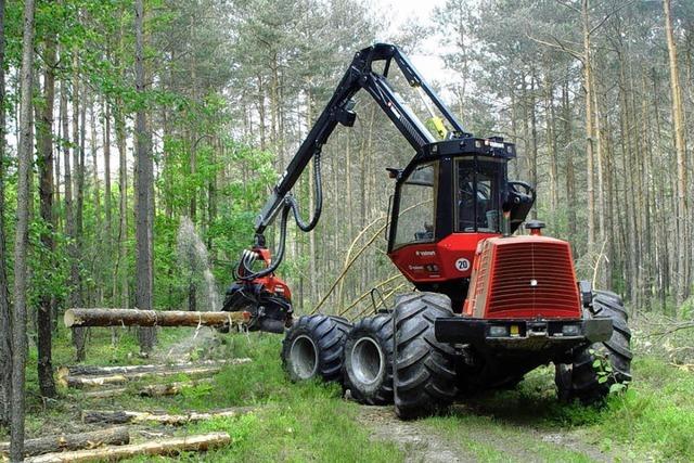 Gesunder Bestand im Oberrieder Gemeindewald