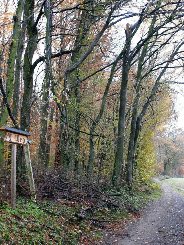 Durch den Gundelfinger Wald fhrt dieser Weg.   | Foto: Frank Kiefer