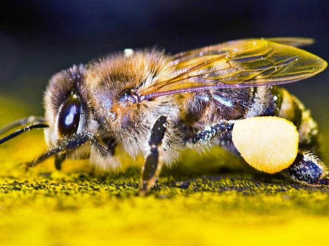 Schn sind sie alle, ob Biene...  | Foto: dpa
