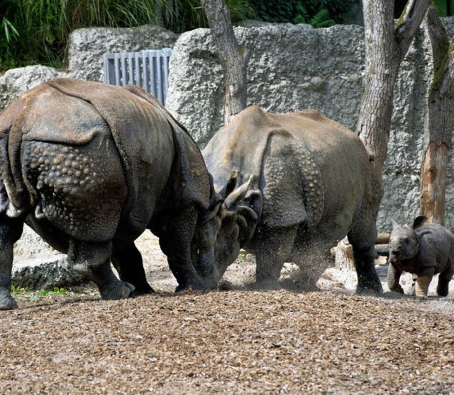 Die zwei Nashorndamen im Basler Zoo  k...kel aus sicherer Entfernung anschaut.   | Foto: Zoo Basel