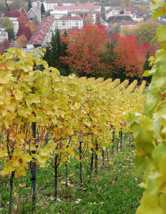 Herbst nach dem Herbsten: Am Tllinger...et noch sein herbstliches Farbenspiel.  | Foto: Nikolaus Trenz