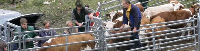 Weideabtrieb in Marzell: Die  Tiere wu...n und dann auf  Transporter verladen.   | Foto: kanmacher