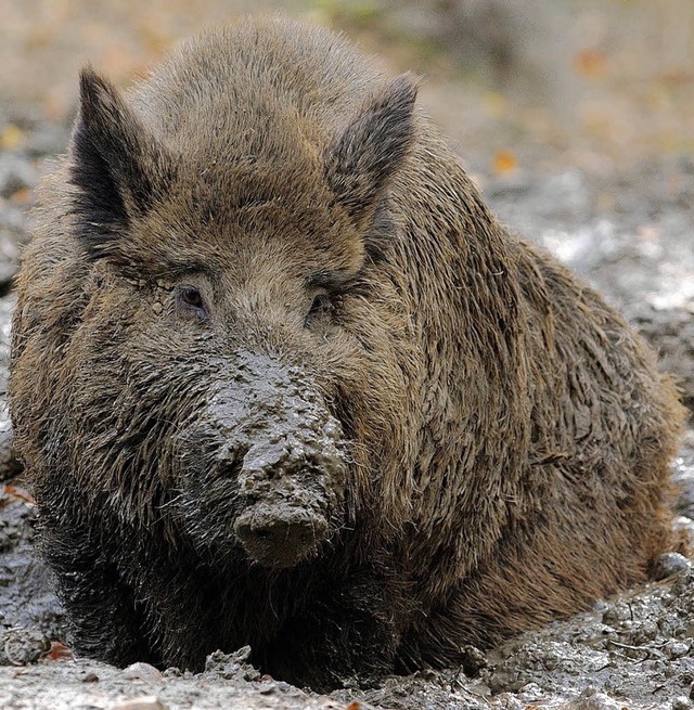 Dem Schwarzwild auf Freiburger Gemarku...dass es verstrkt bejagt werden muss.   | Foto: dpa