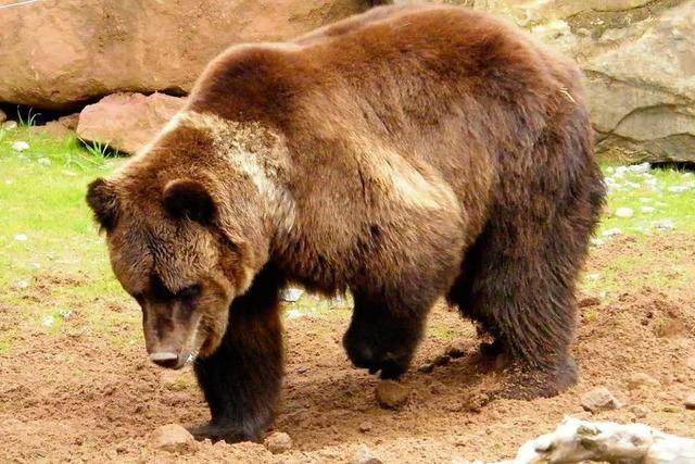 Drei Bären-Männchen leisten Jurka künftig Gesellschaft