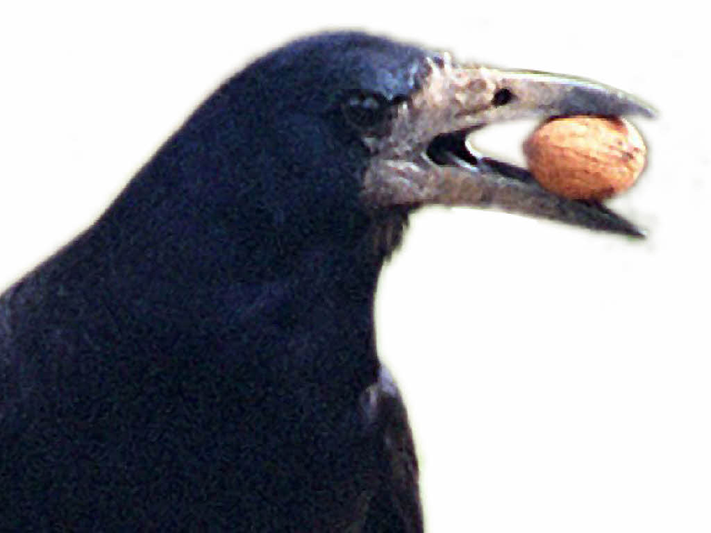 Neue Tricks gegen Krähen? Lahr Badische Zeitung