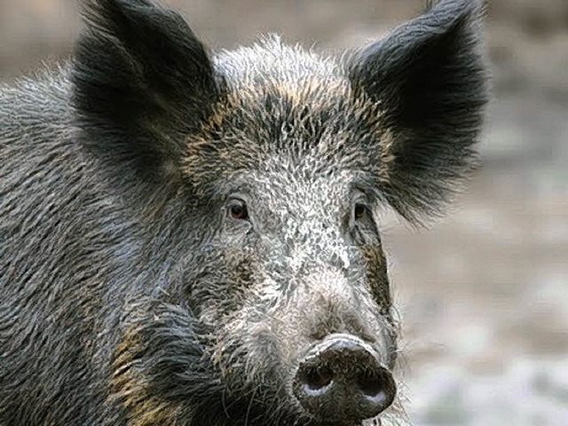 Vorsicht Wildschwein!  | Foto: Vladimir Chernyanskiy - fotolia