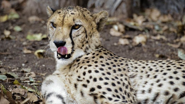 Das Gepardenmnnchen im Basler Zoo   | Foto: Zoo Basel