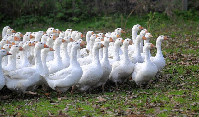 Die Gans lebt derzeit gefhrlich &#8211; wenn nicht eh schon geschlachtet ist.   | Foto: dpa