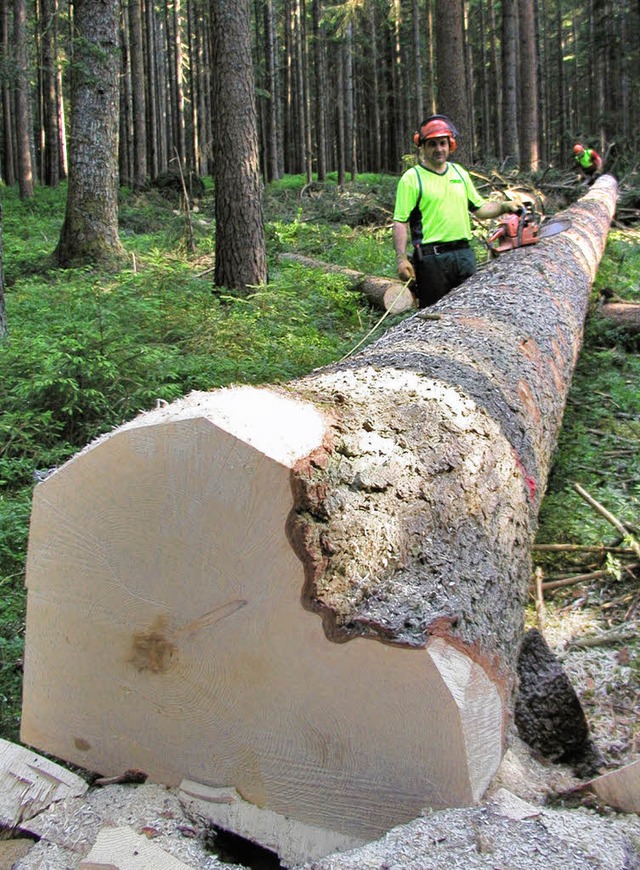Schnittholz, wie diese groe Fichte, b...ger Stadtwald derzeit gutes Geld ein.   | Foto: Privat