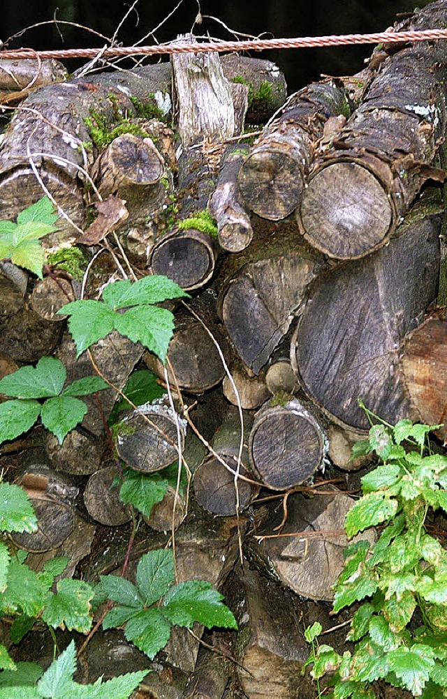 Nicht jedes Holz bringt Geld &#8211; die Qualitt entscheidet.   | Foto: Kiefer