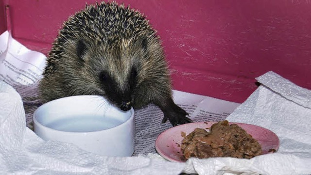 Bekommt jeden Morgen auch seine frisch...ng: der Igel im Hildegard Fehrs Keller  | Foto: Danielle Hirschberger