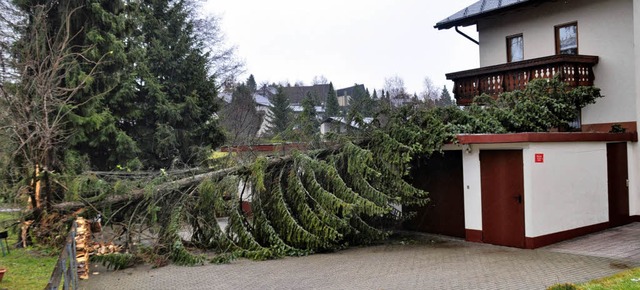 Sturm in der Nacht: Eine entwurzelte T... der Christian-Gotthard-Hirschstrae.   | Foto: Stefan Pichler