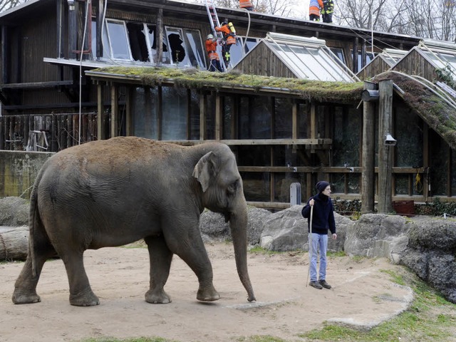 Die Elefanten im Karlsruher Zoo konnten vor den Flammen gerettet werden.  | Foto: dpa