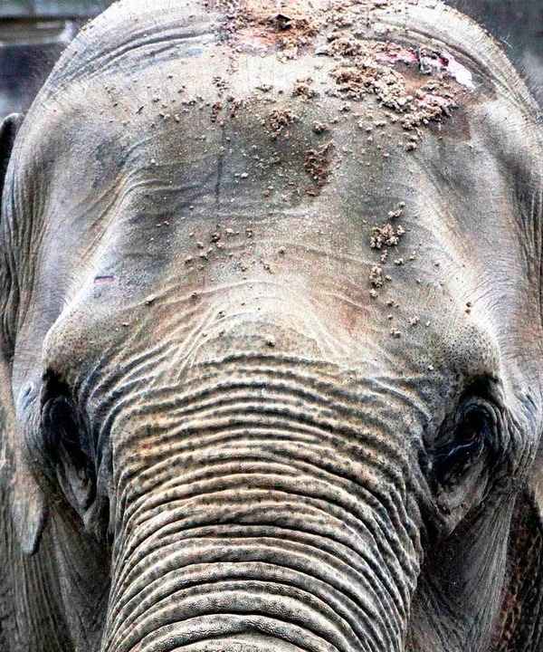 Elefantendame Jenny hat schwere Brandverletzungen am Kopf davongetragen.  | Foto: dpa