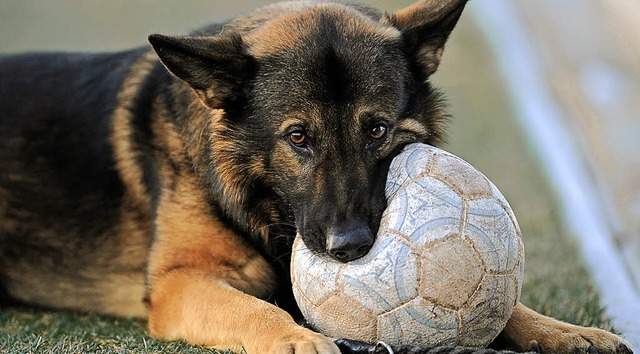 Ganz enge Ballfhrung und viel Biss im...ckter Hund im Lffinger Haslachstadion  | Foto: Seeger