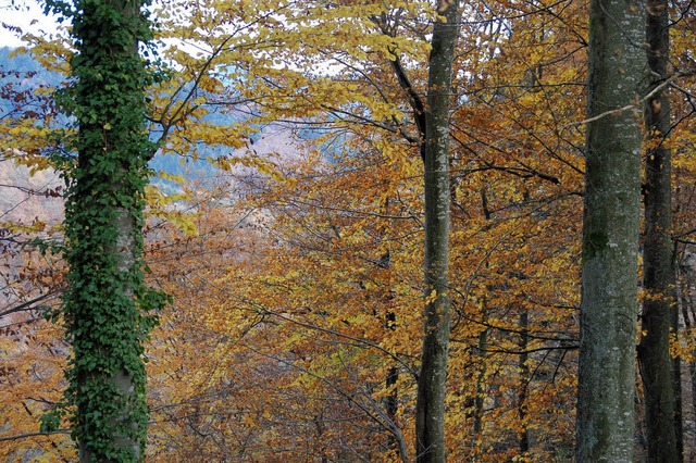 Herbstlaub im Wald erfreut das Auge. D...ld, wie in Buggingen, Gewinn abwirft.   | Foto: Sigrid Umiger