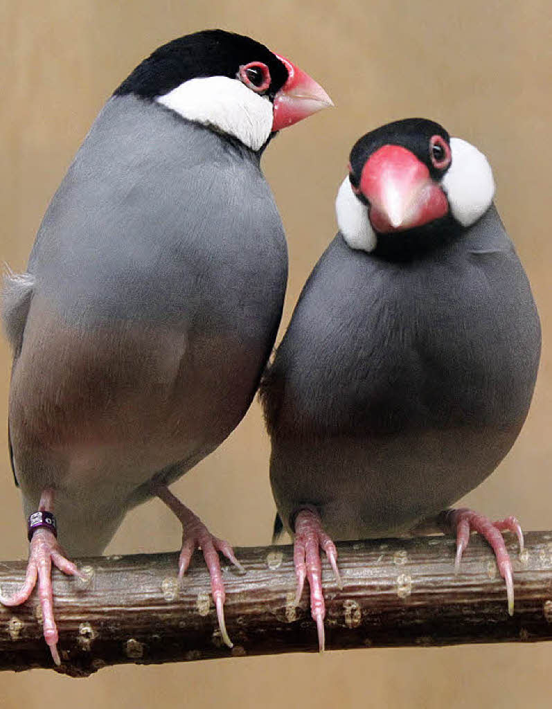 Gefiederte Prachtexemplare Eisenbach (Hochschw.) Badische Zeitung