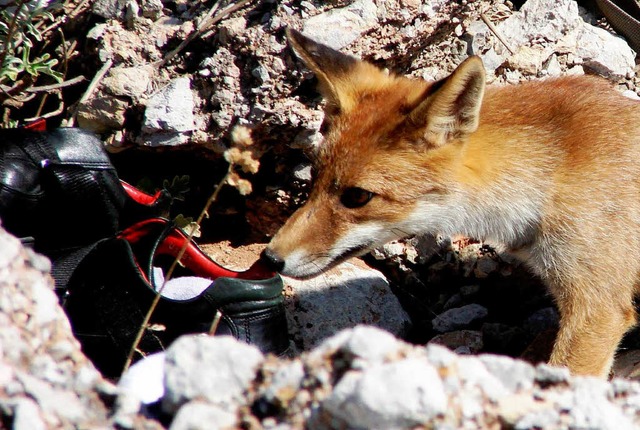 Fuchs mit Schuh  | Foto: dpa