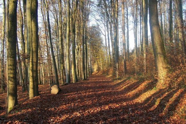 Der Wald wirft Gewinn ab