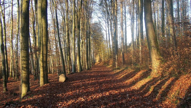 Der Wald sieht nicht nur gut aus, sondern wirft auch noch Gewinn ab.   | Foto: Martina Weber-Kroker